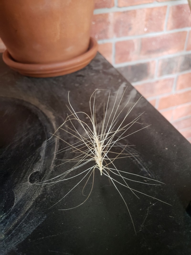 Squirreltail photo 4