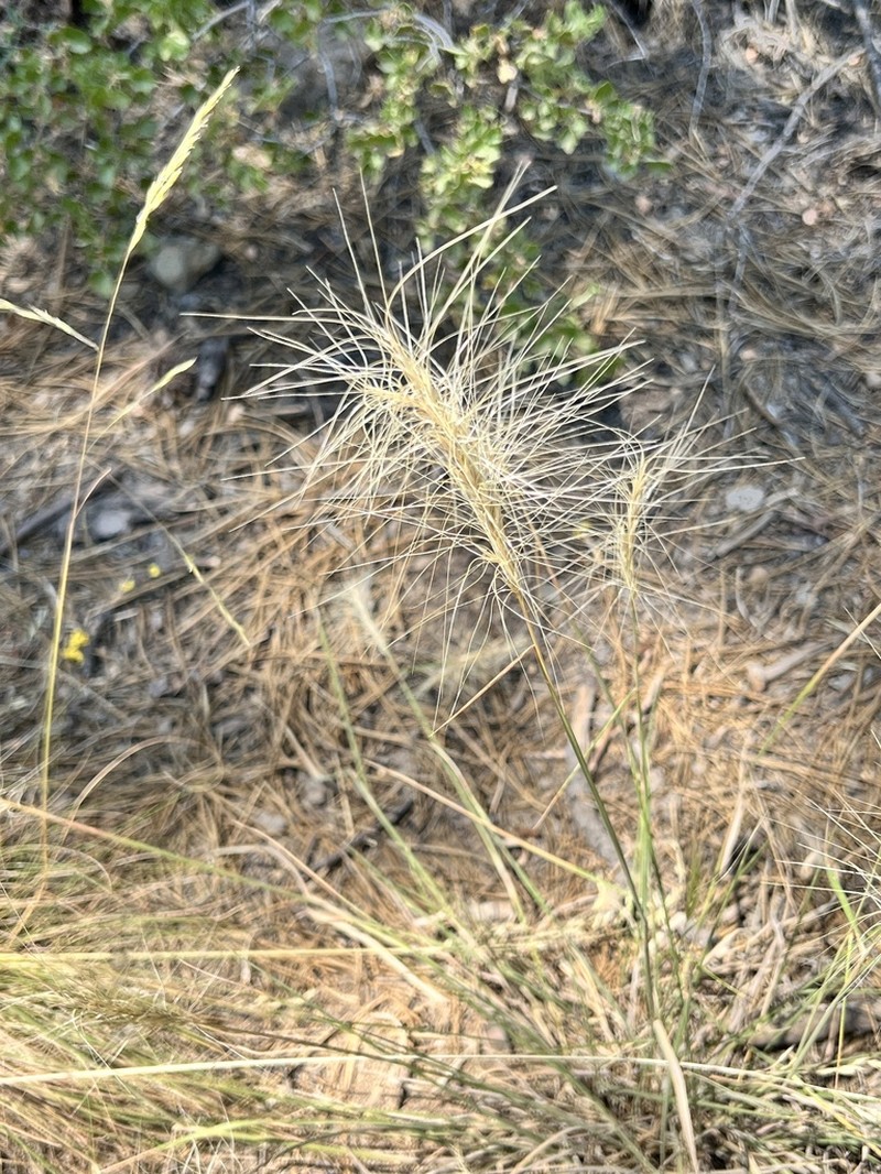 Squirreltail photo 6