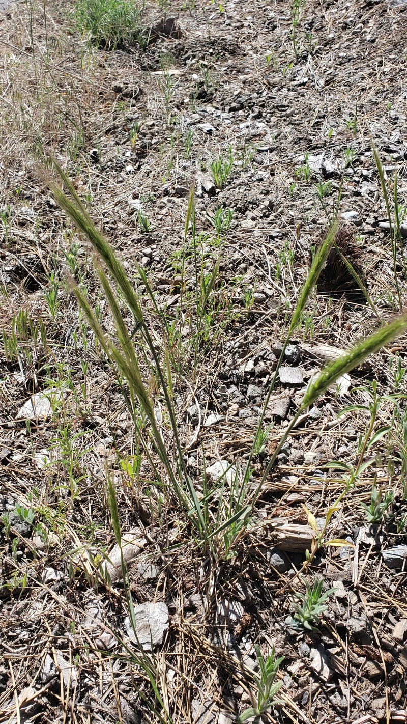 Elymus elymoides subsp. californicus