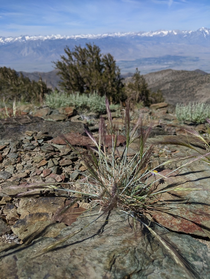 Elymus elymoides subsp. californicus photo 2