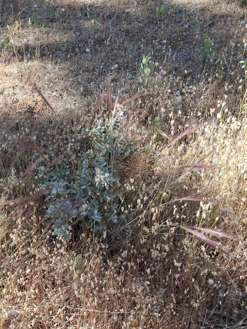 Elymus elymoides subsp. elymoides