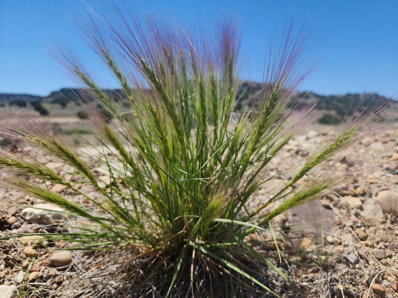 Elymus elymoides subsp. elymoides photo 2