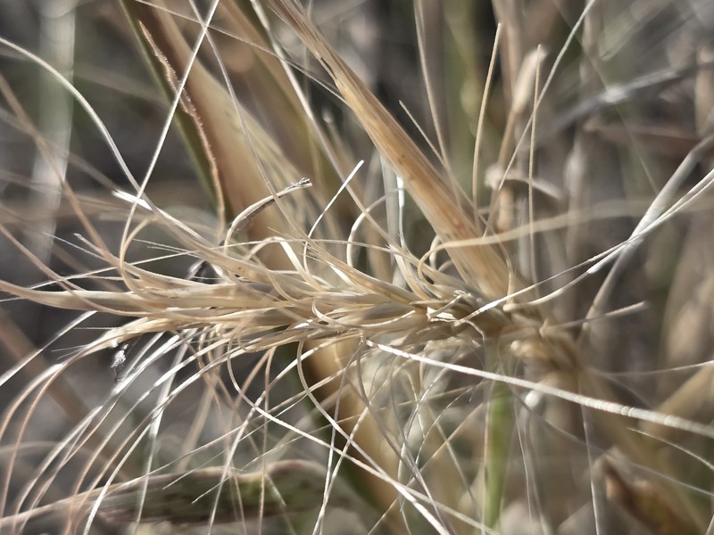 Elymus elymoides subsp. elymoides photo 3
