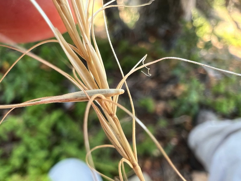 Elymus elymoides subsp. elymoides photo 4