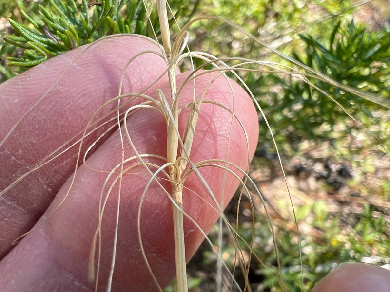 Elymus elymoides subsp. elymoides photo 5