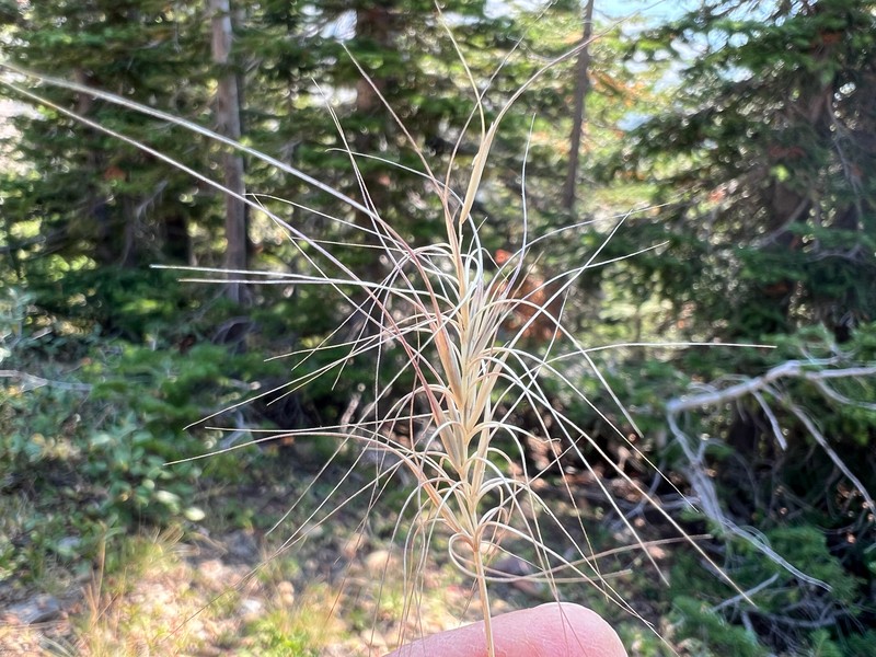 Elymus elymoides subsp. elymoides photo 6