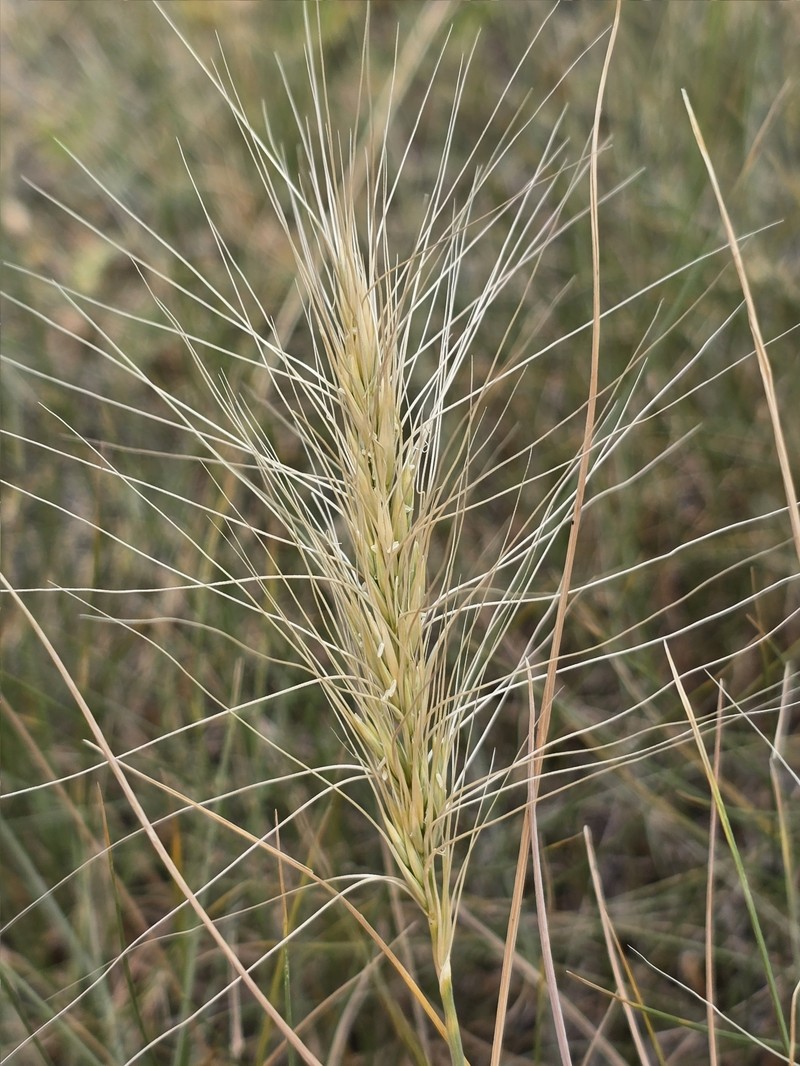 Elymus elymoides subsp. elymoides photo 7