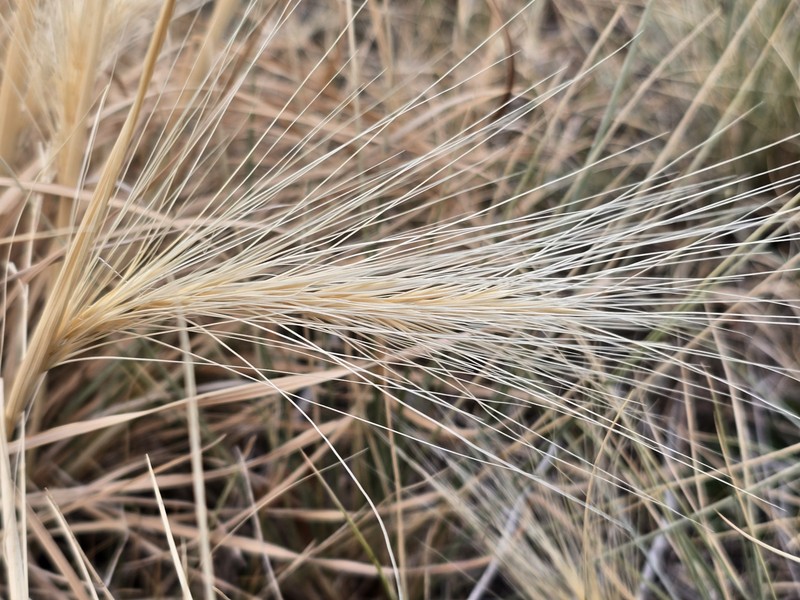 Elymus elymoides subsp. elymoides photo 8