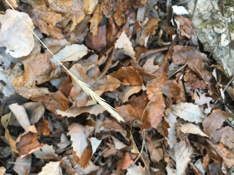 Blue Wildrye photo 2