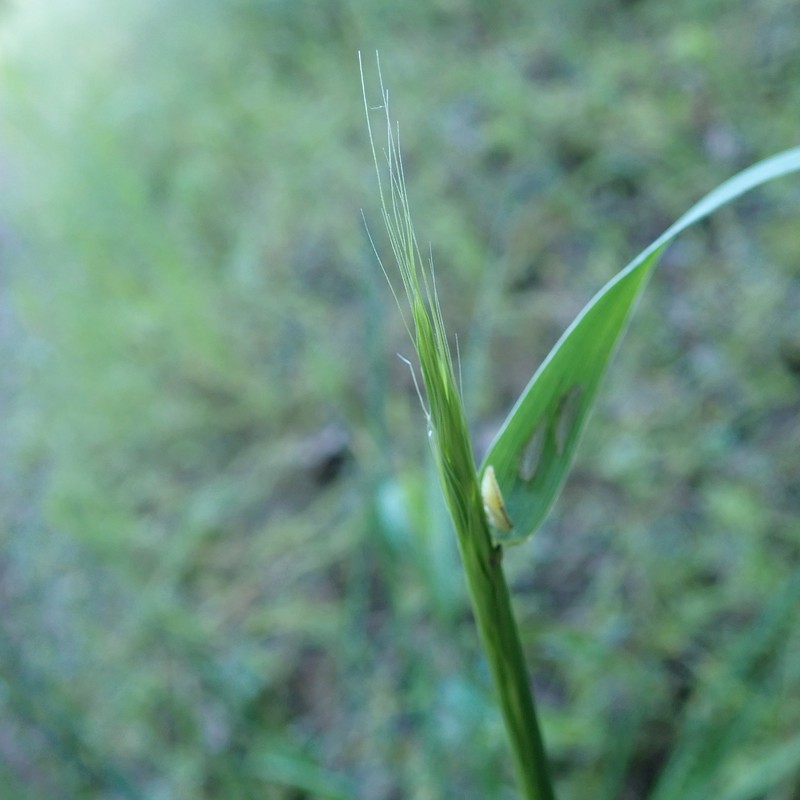 Elymus glaucus subsp. glaucus