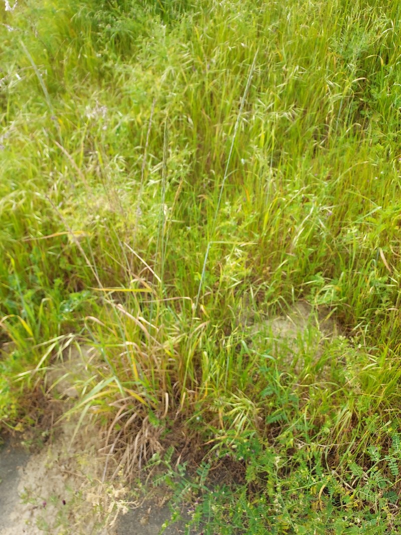 Elymus glaucus subsp. glaucus photo 2
