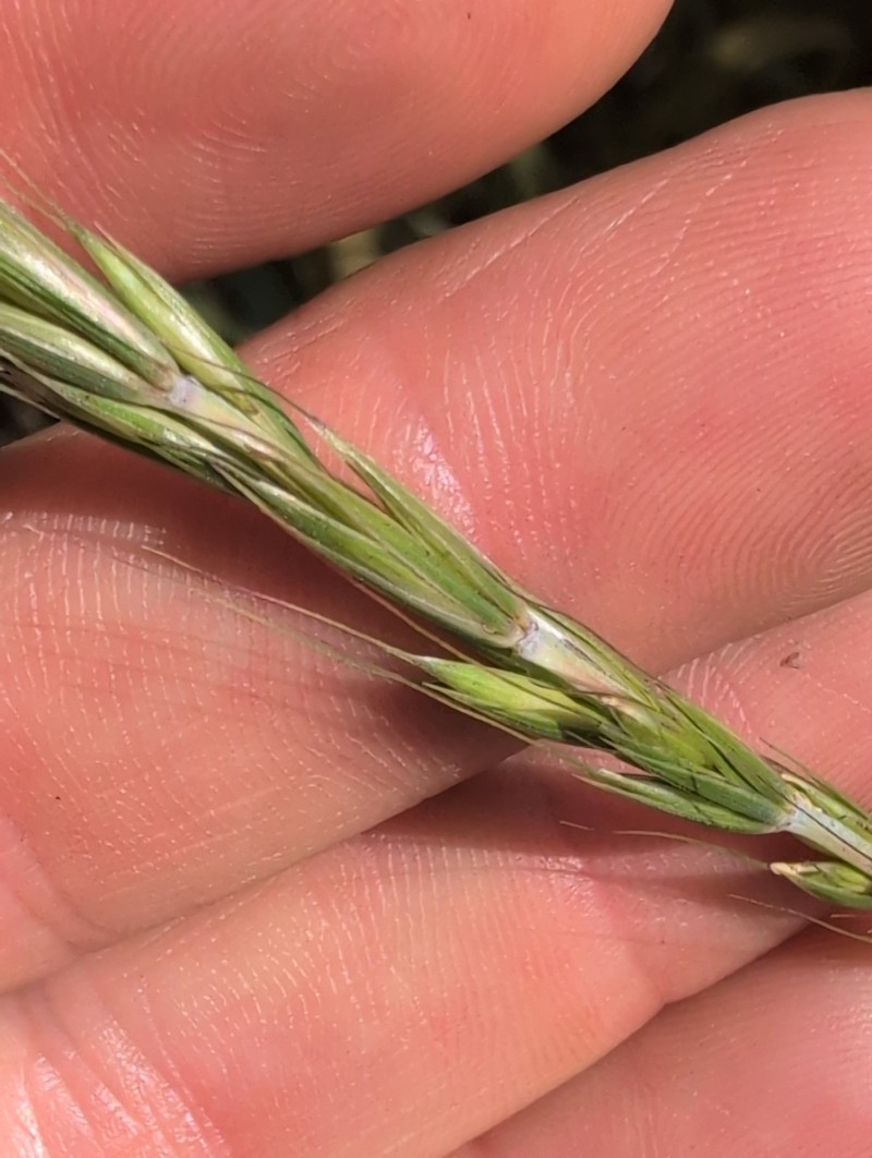 Elymus glaucus subsp. glaucus photo 3