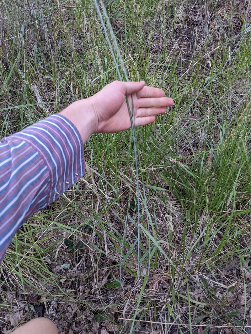 Elymus glaucus subsp. glaucus photo 4