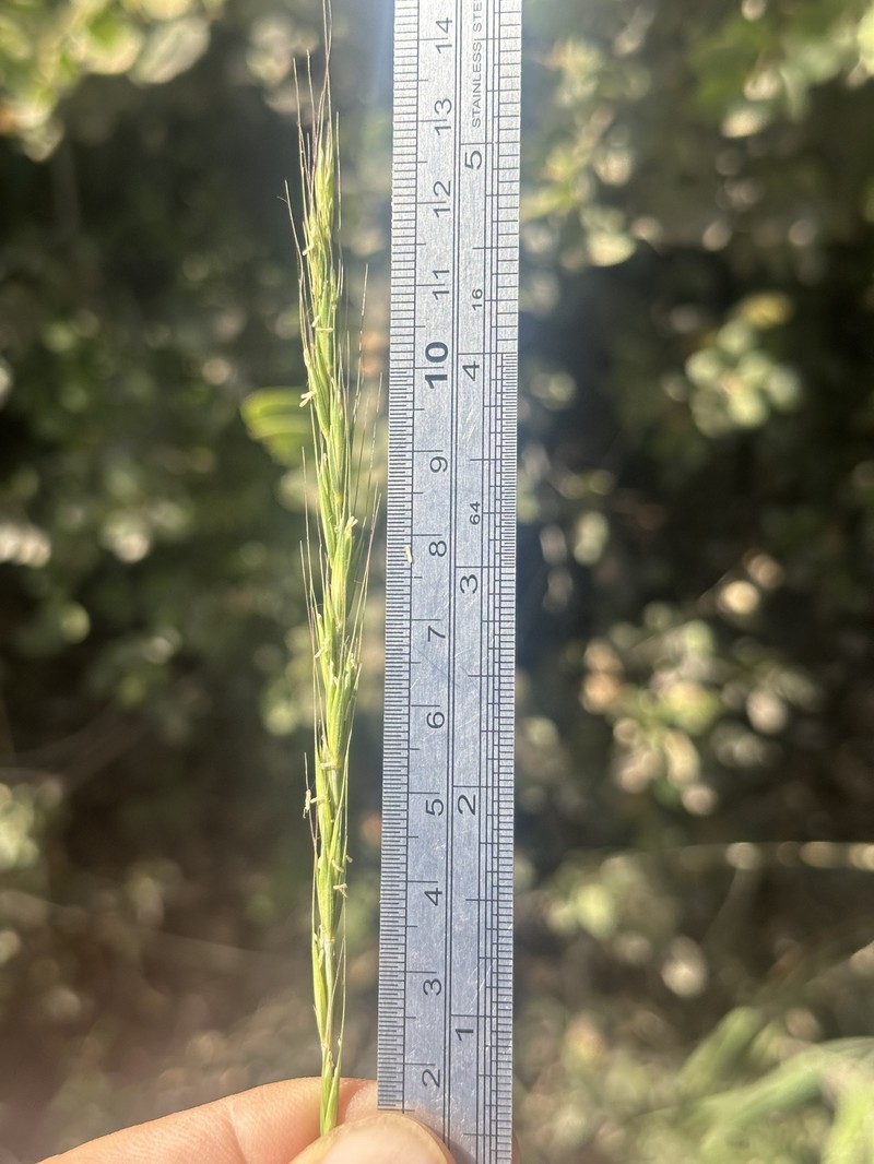 Elymus glaucus subsp. glaucus photo 5