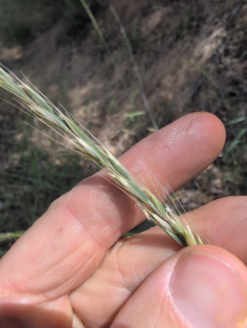 Elymus glaucus subsp. glaucus photo 6