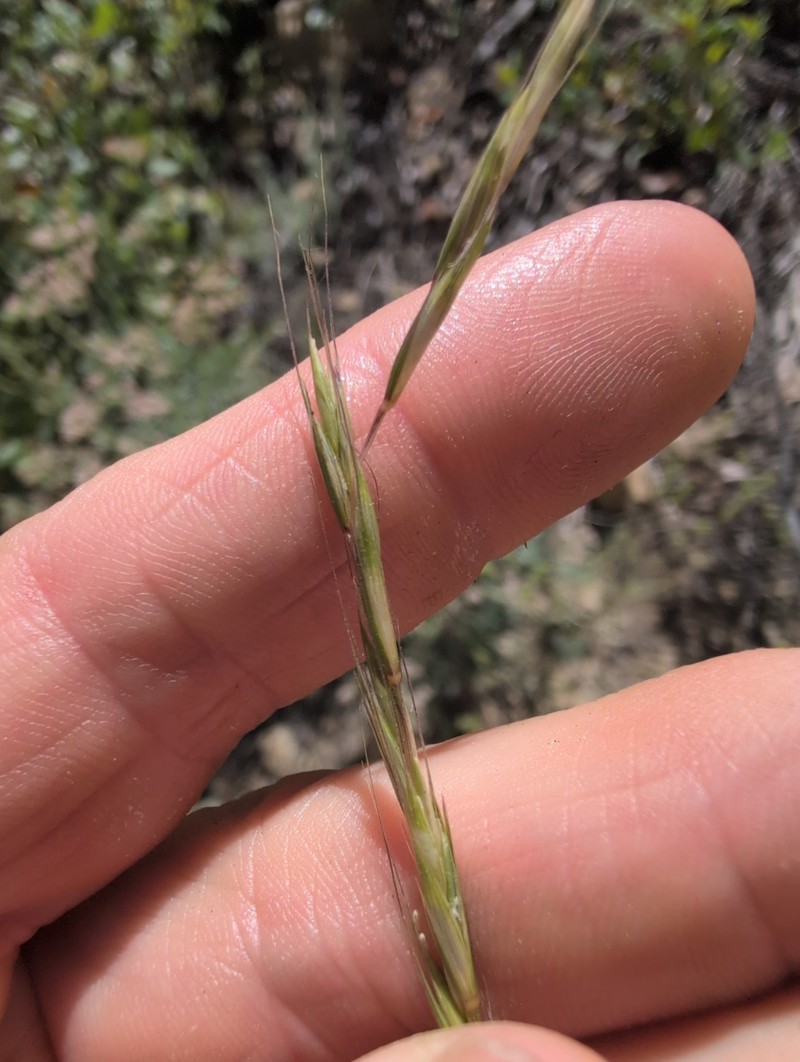 Elymus glaucus subsp. glaucus photo 7