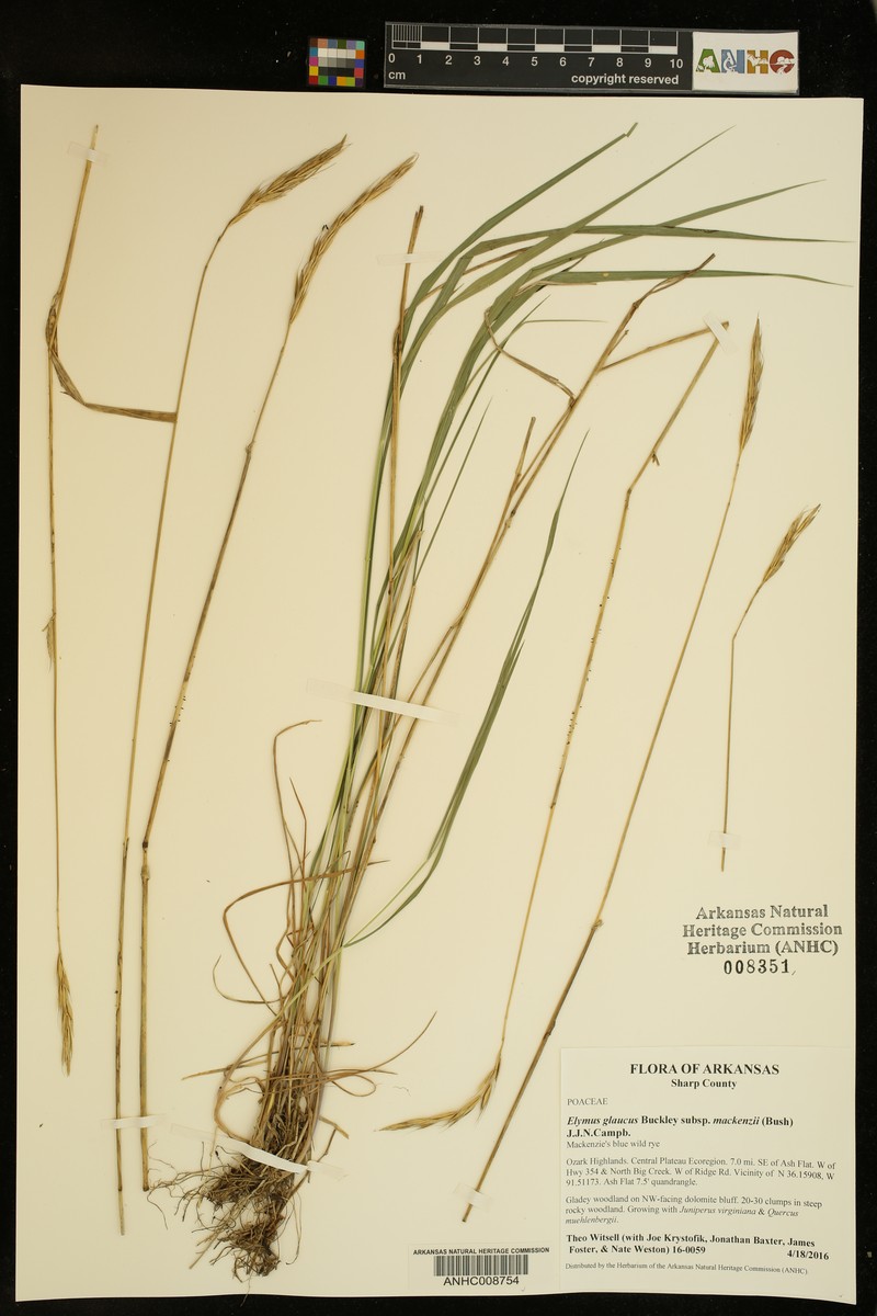 Elymus glaucus subsp. mackenzii