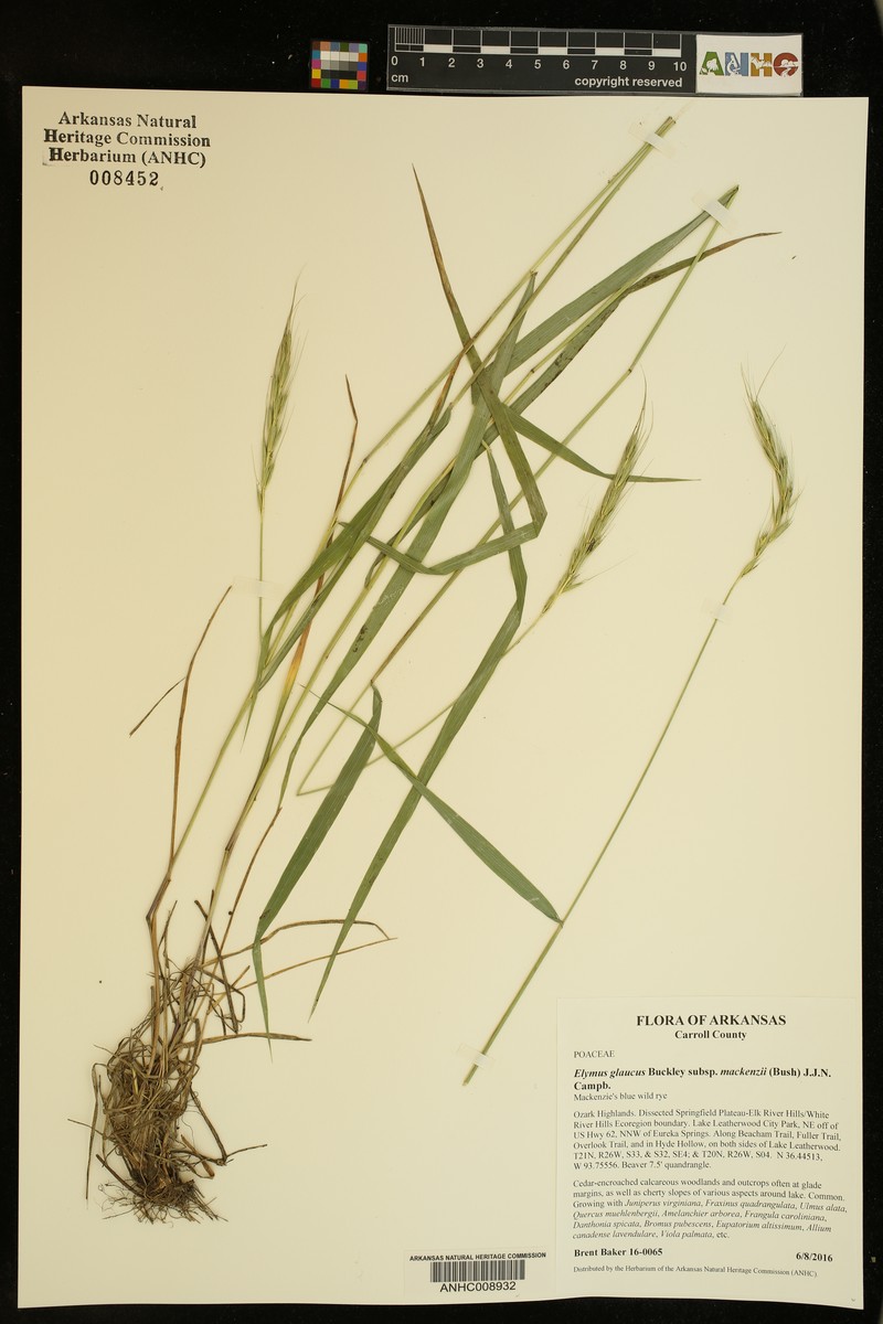 Elymus glaucus subsp. mackenzii photo 2