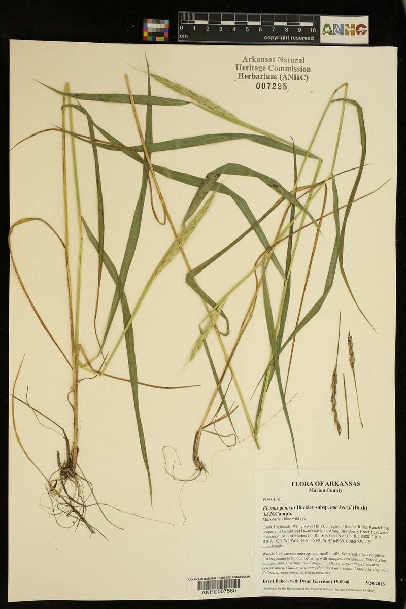 Elymus glaucus subsp. mackenzii photo 3
