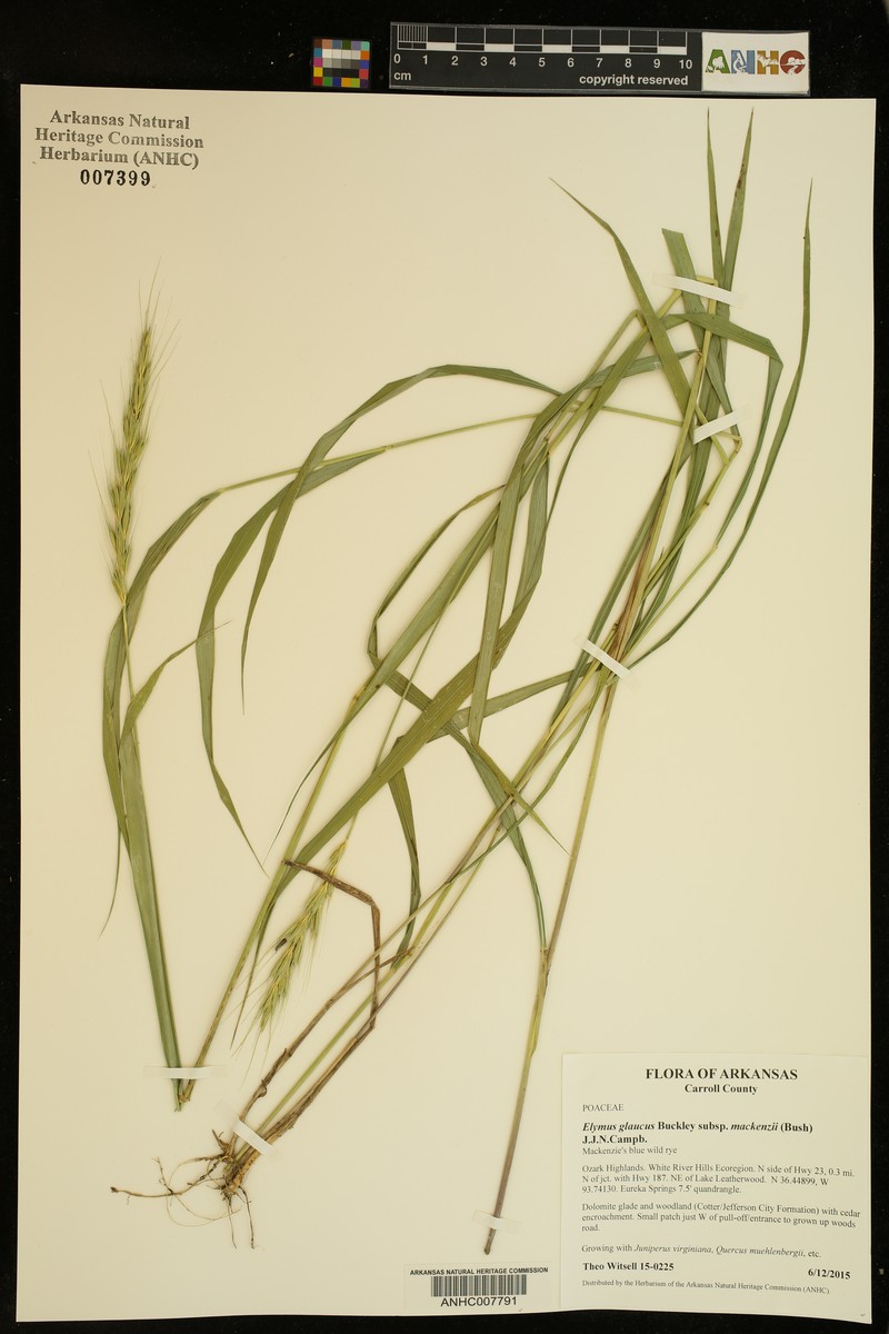 Elymus glaucus subsp. mackenzii photo 4