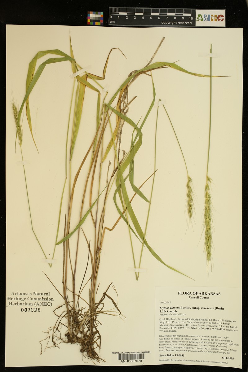Elymus glaucus subsp. mackenzii photo 5