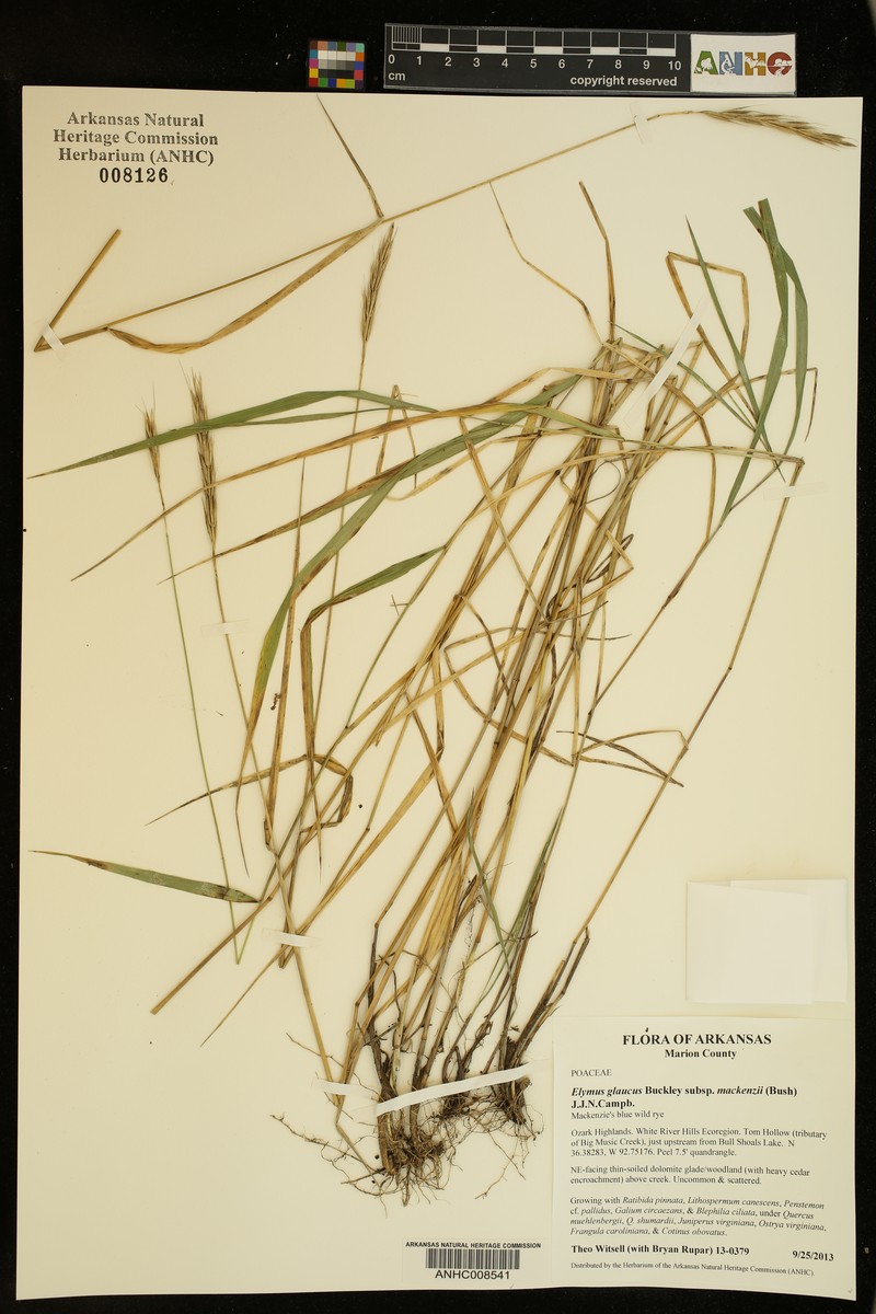 Elymus glaucus subsp. mackenzii photo 6