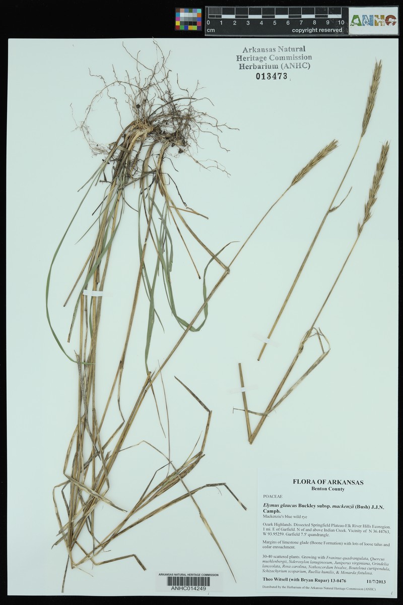 Elymus glaucus subsp. mackenzii photo 7