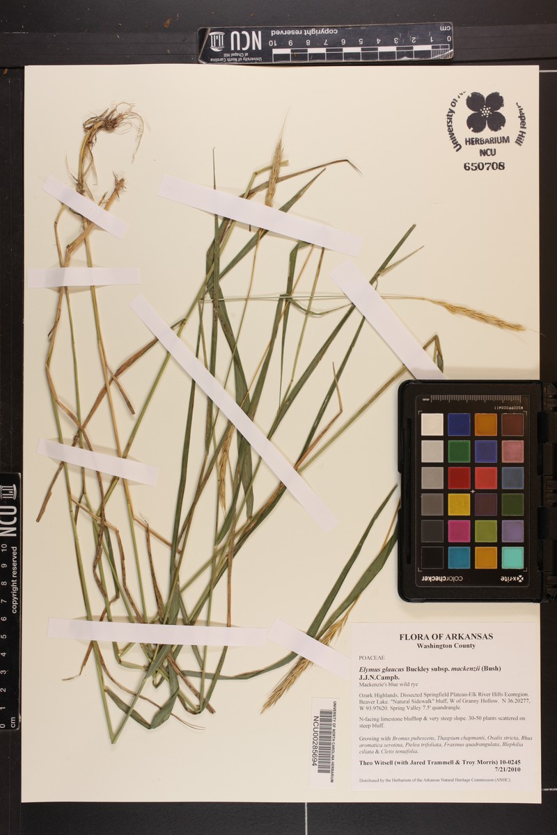 Elymus glaucus subsp. mackenzii photo 8