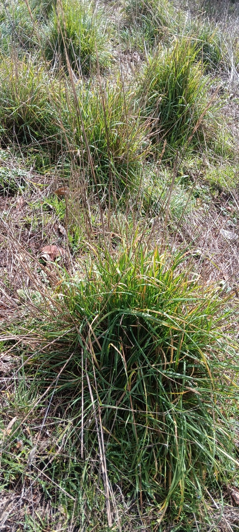 Elymus glaucus subsp. virescens