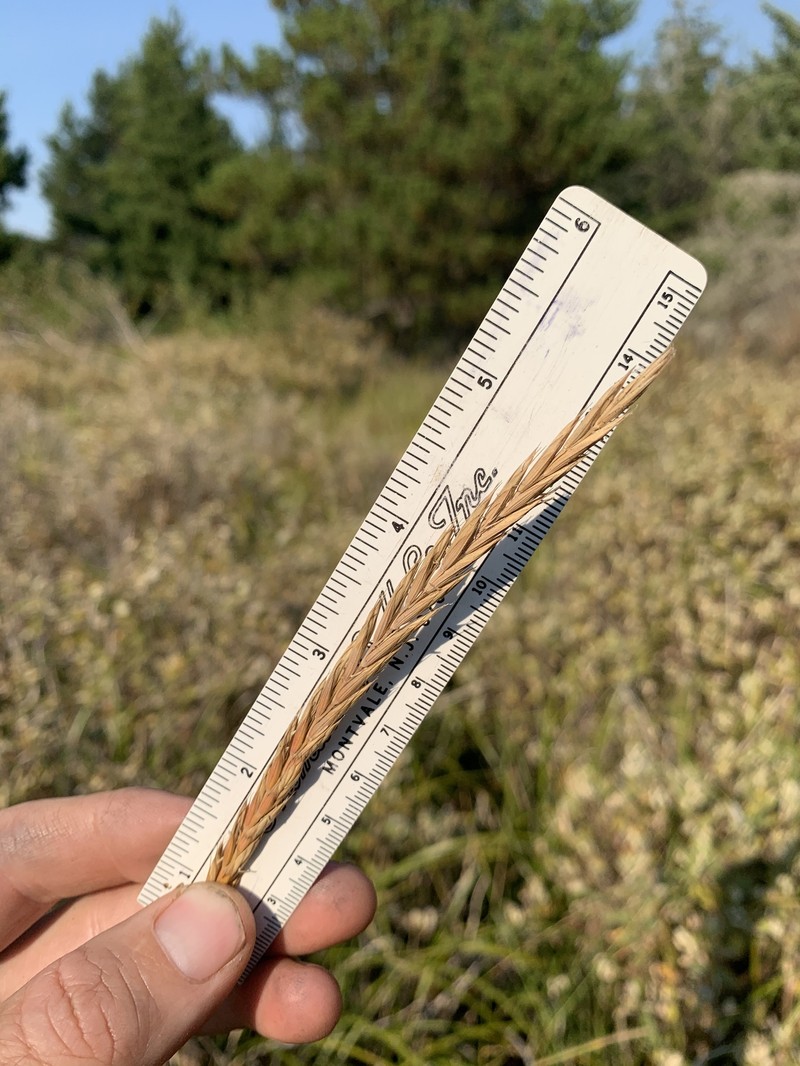 Elymus glaucus subsp. virescens photo 2