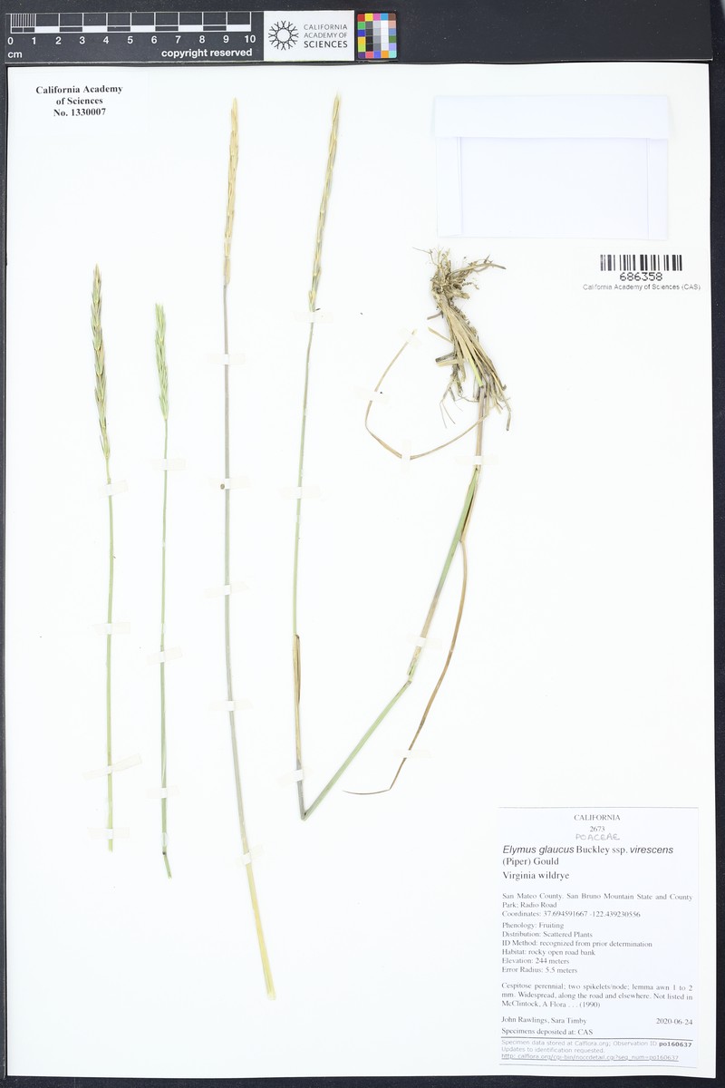 Elymus glaucus subsp. virescens photo 3