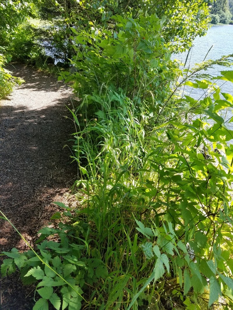 Northern Ryegrass