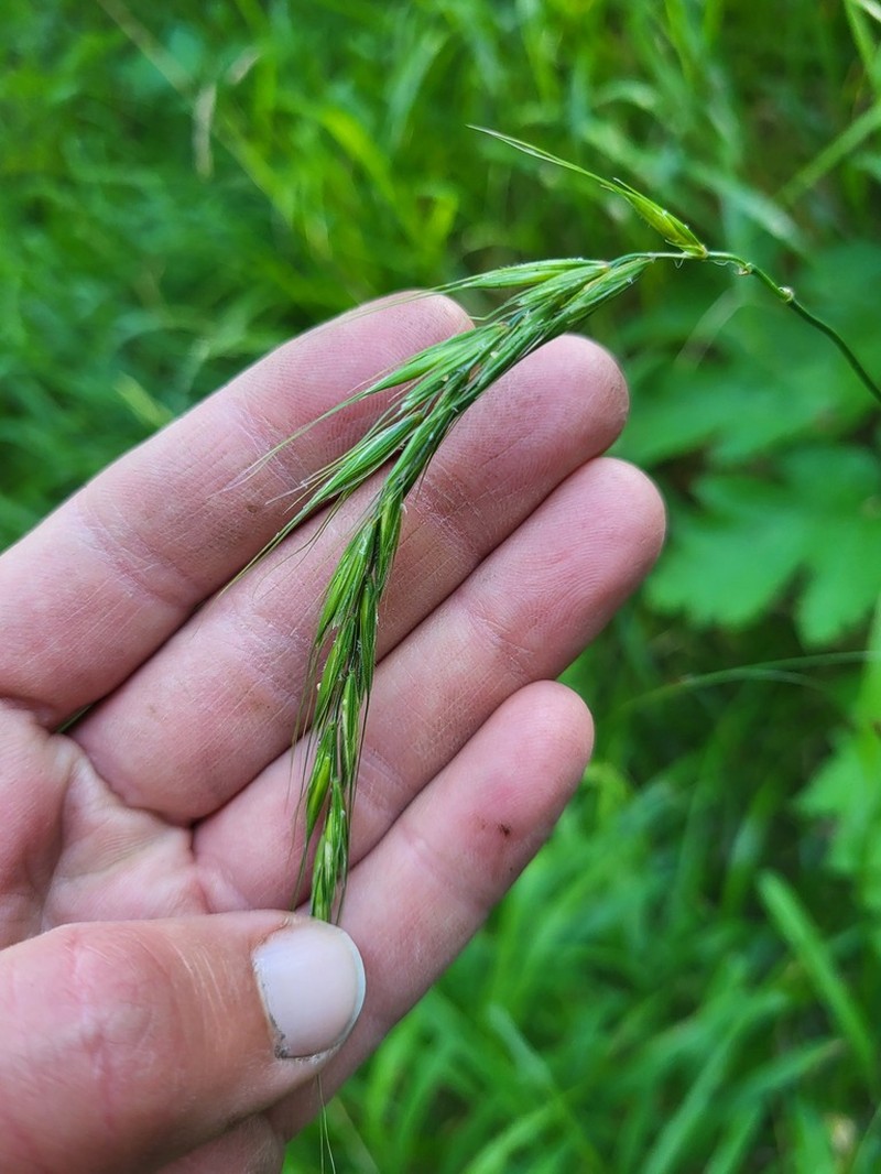 Northern Ryegrass photo 2