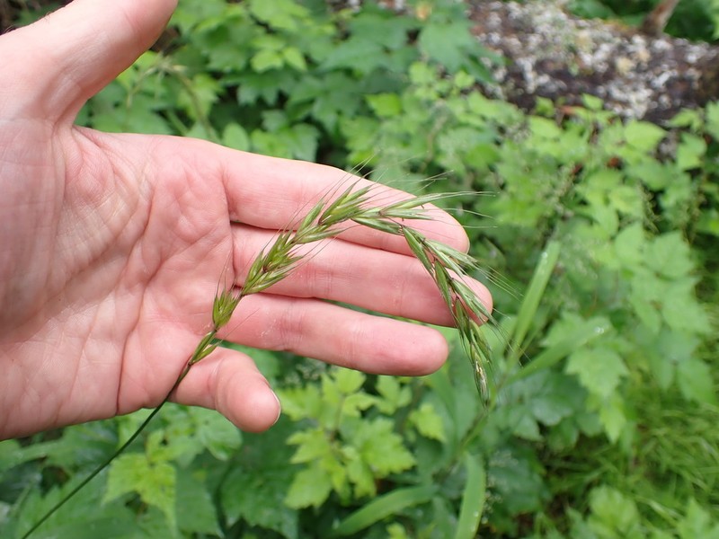 Northern Ryegrass photo 3