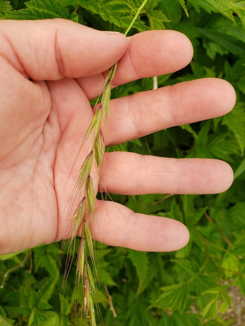 Northern Ryegrass photo 4