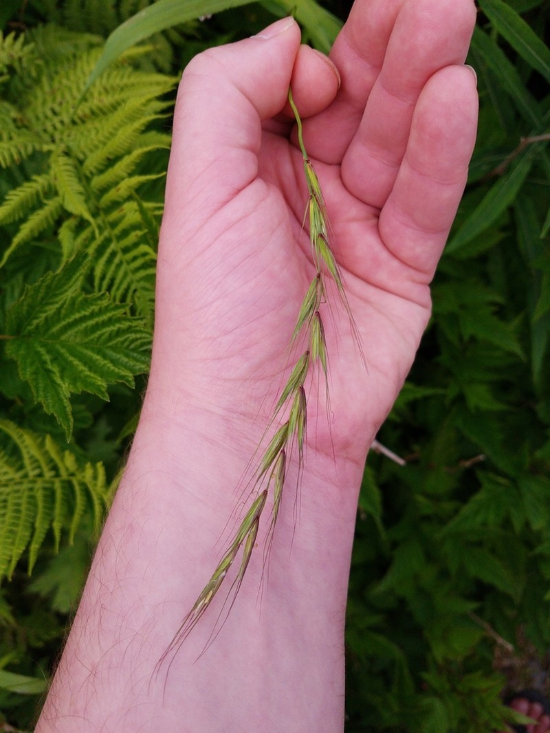 Northern Ryegrass photo 6