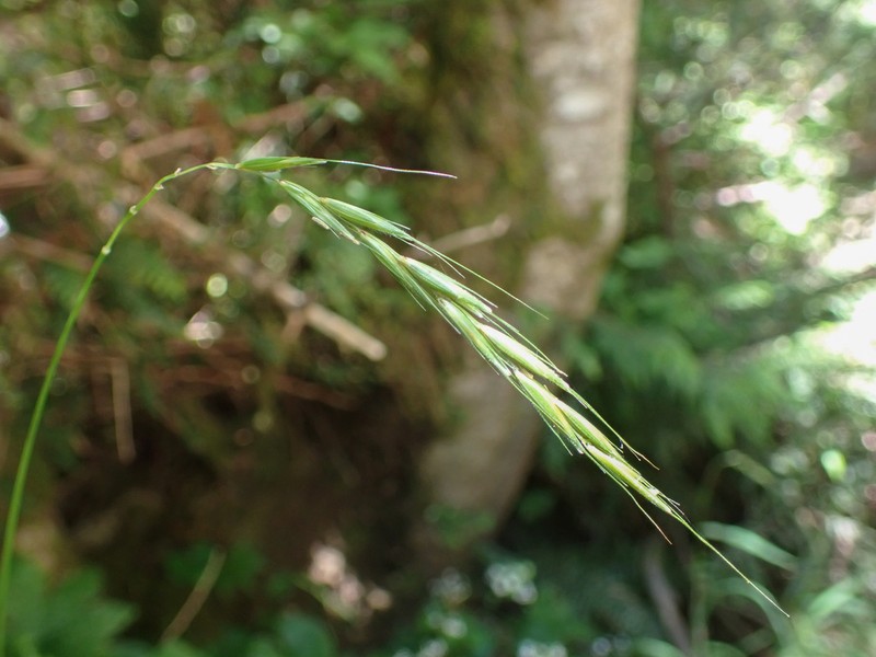 Northern Ryegrass photo 7