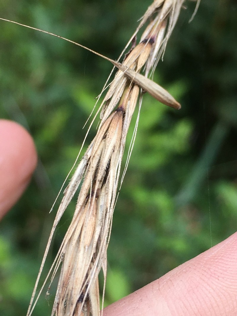 Northern Ryegrass photo 8