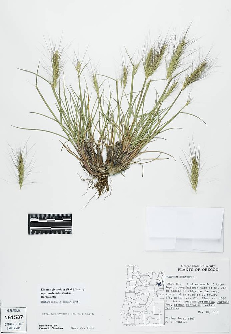 Elymus hordeoides