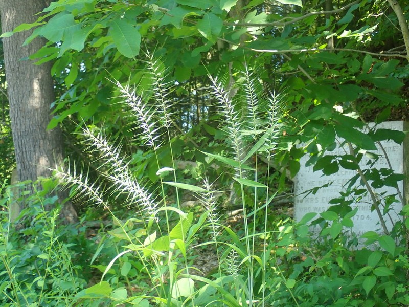Eastern Bottlebrush Grass