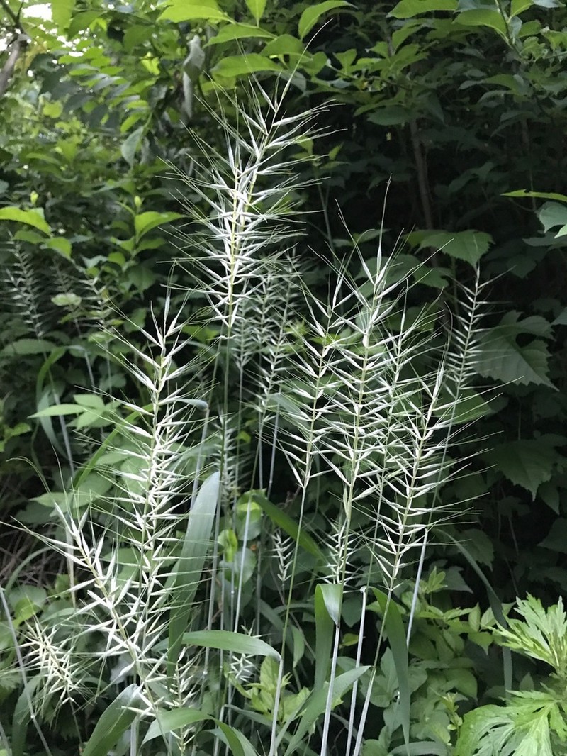 Eastern Bottlebrush Grass photo 2