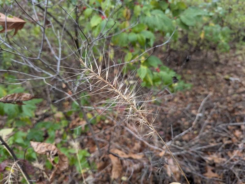 Eastern Bottlebrush Grass photo 3
