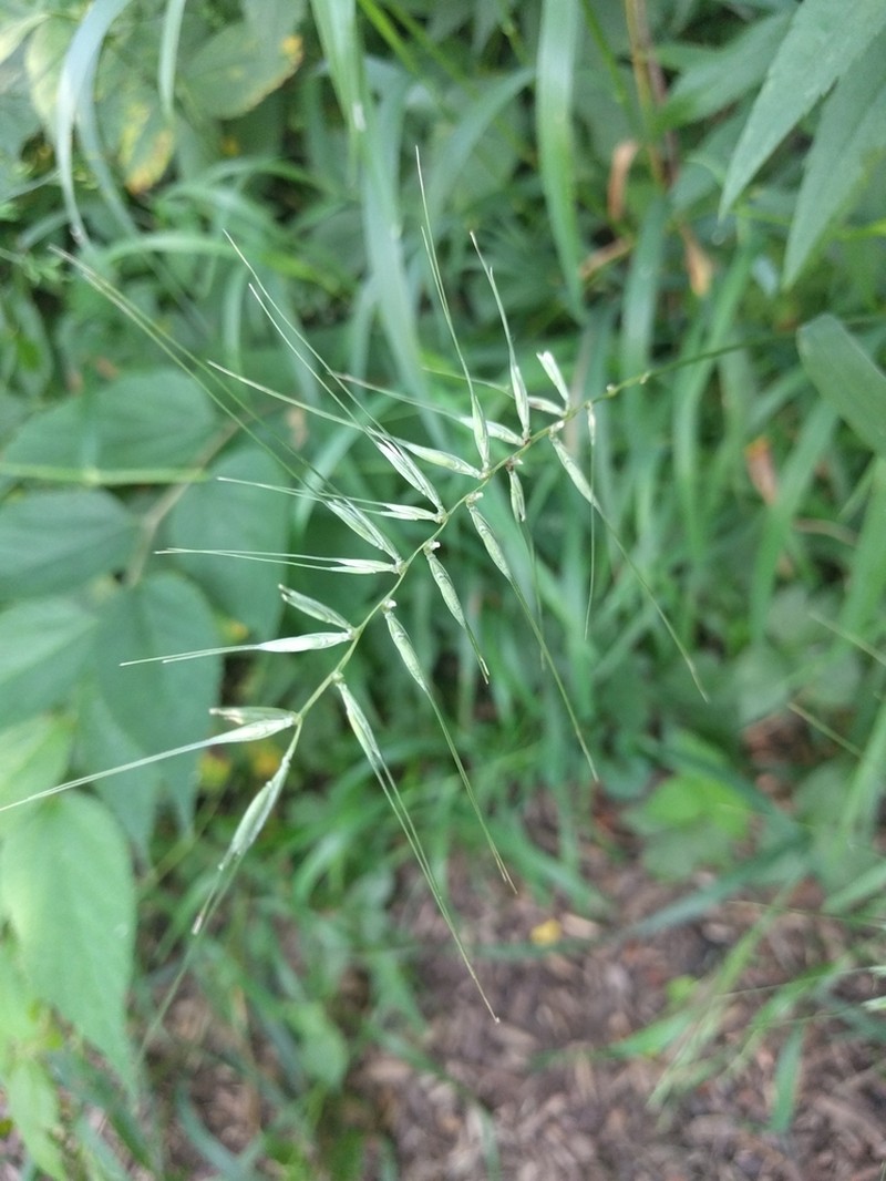 Eastern Bottlebrush Grass photo 4