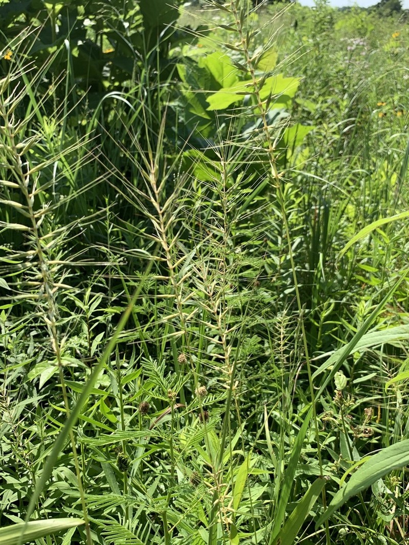 Eastern Bottlebrush Grass photo 5