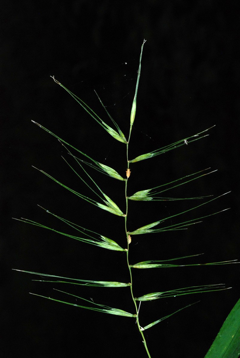 Eastern Bottlebrush Grass photo 6