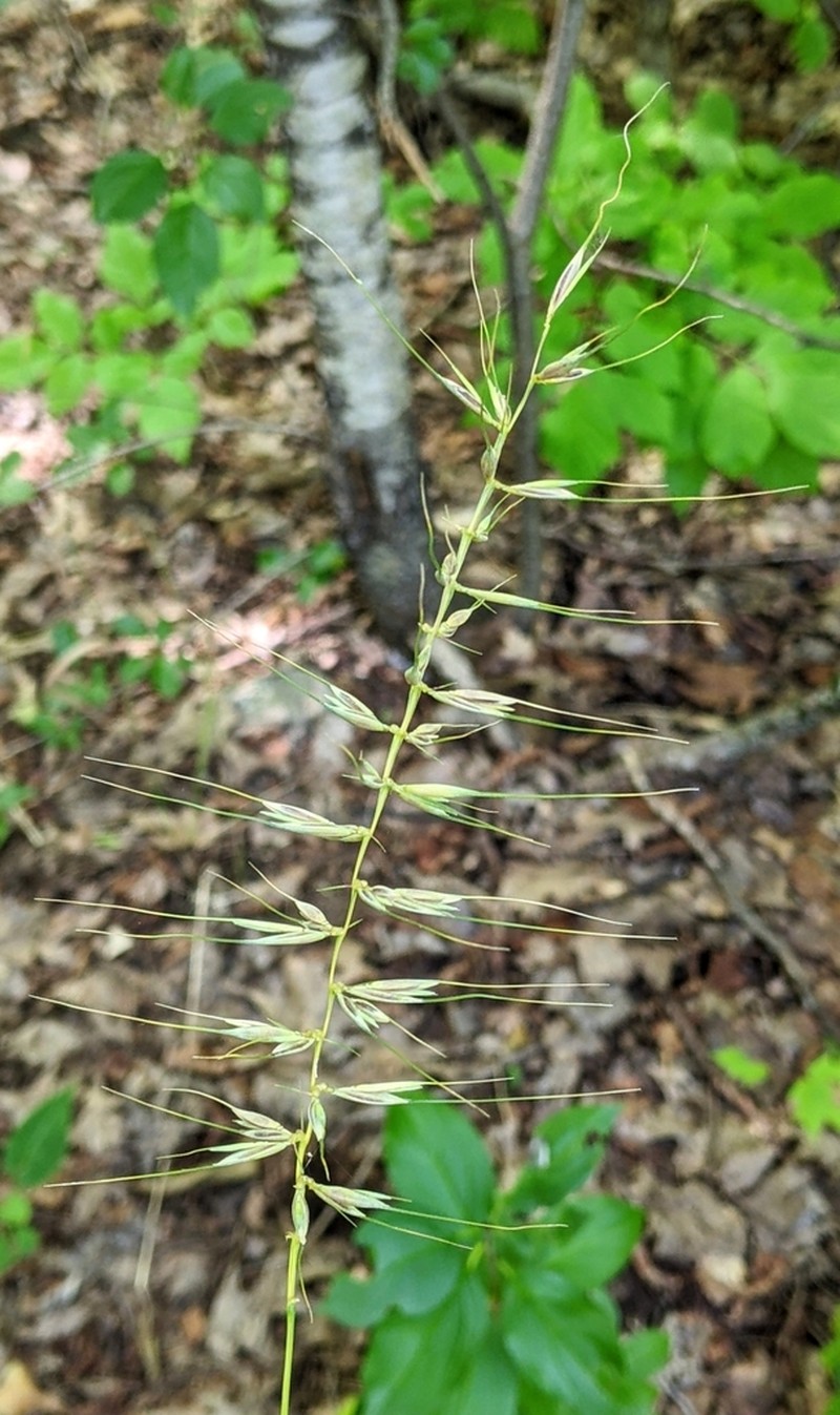 Eastern Bottlebrush Grass photo 7