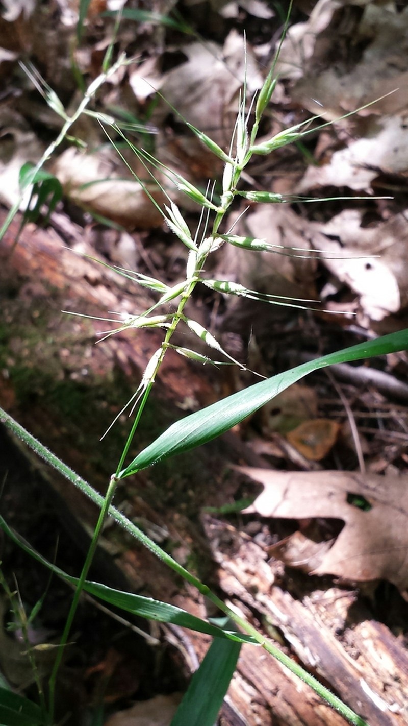 Eastern Bottlebrush Grass photo 8