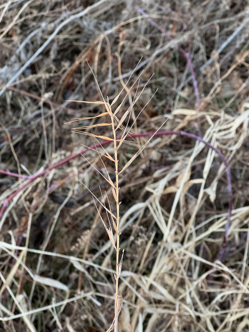 Elymus hystrix var. hystrix