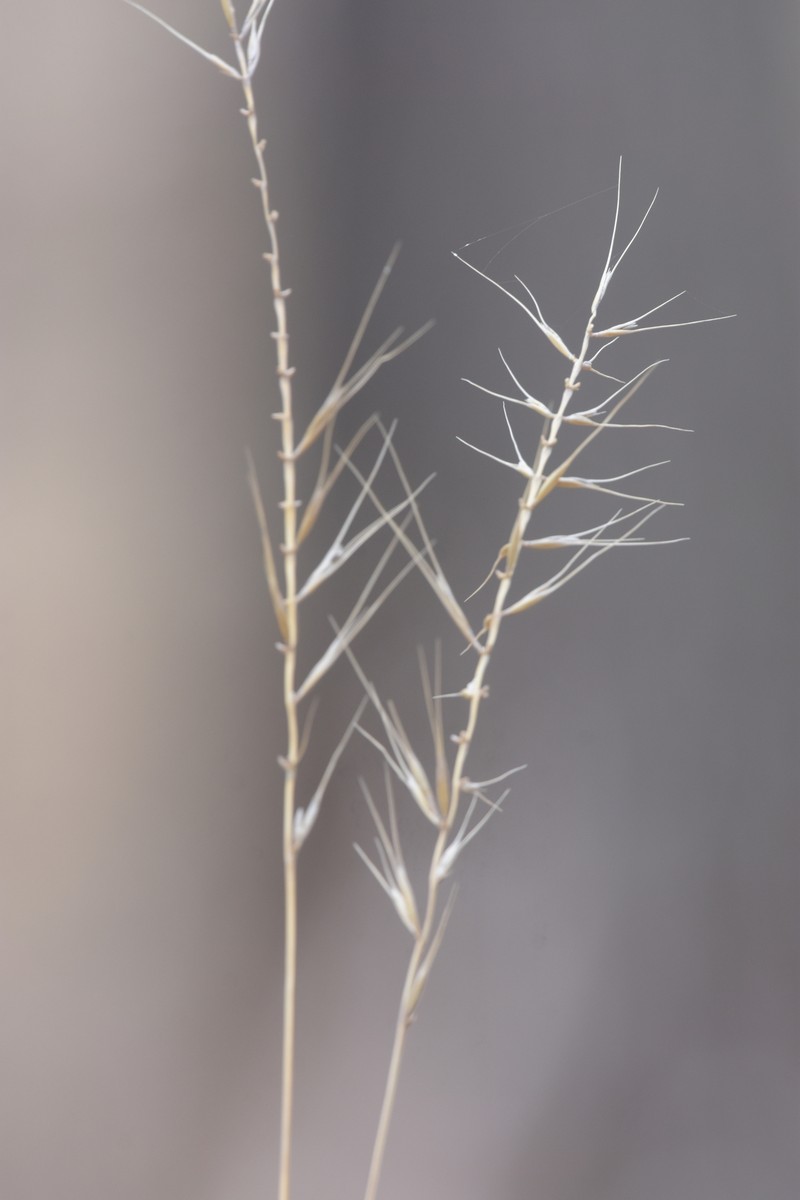 Elymus hystrix var. hystrix photo 2