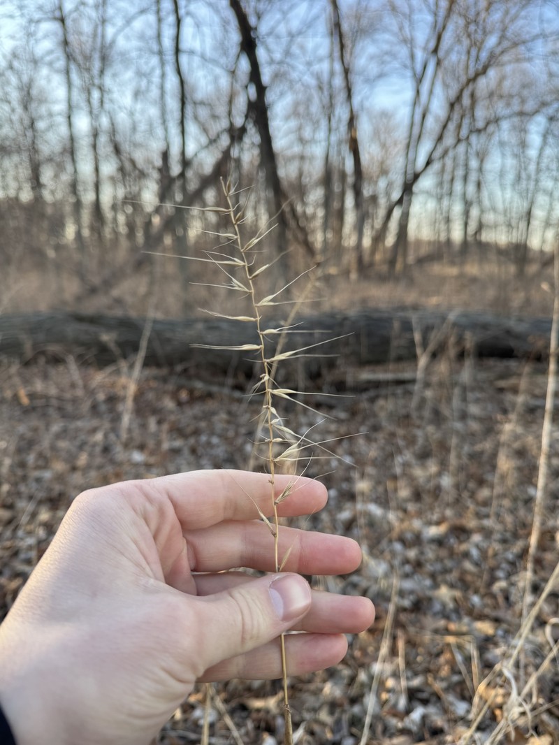 Elymus hystrix var. hystrix photo 3